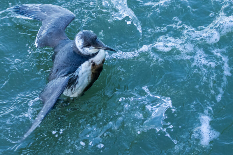 Guillemot de Troïl mazouté